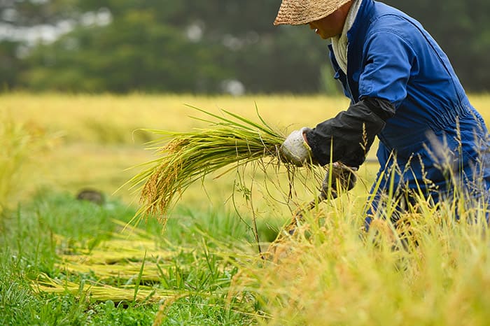 特別栽培米・農薬節減米
